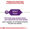 Giant Adult